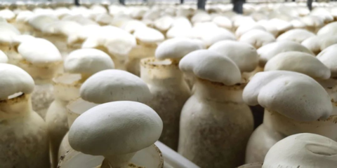 第三批中国特色农产品优势区出炉 “商洛香菇”上榜